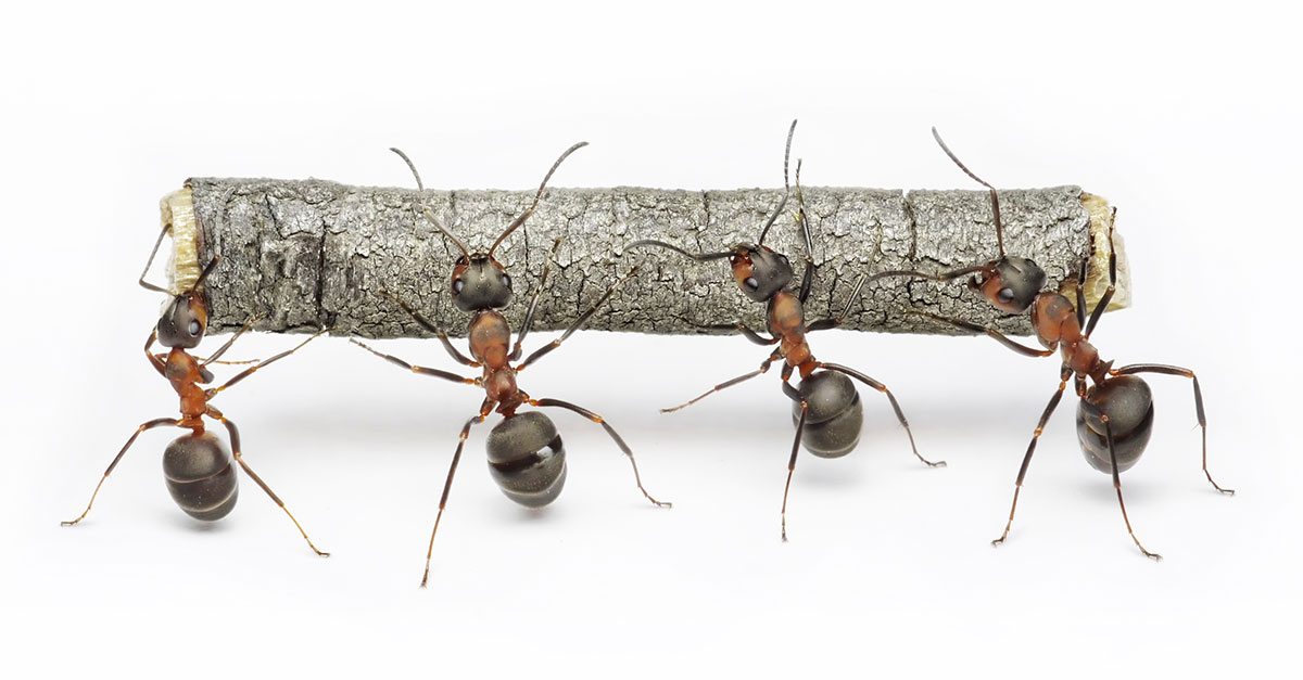 Ants working together to push a stick - teamwork concept