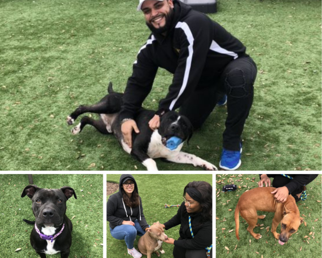 CGS Volunteers at Local Pet Shelter in Tampa | CGS